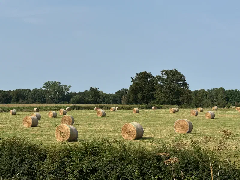 Fields