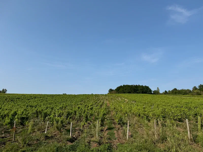 Vines