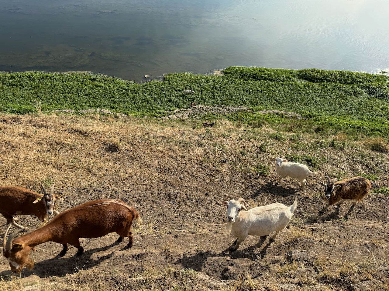 Goats on the riverbank in Jargeau