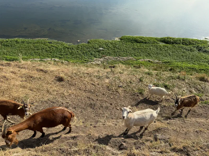Goats on the riverbank in Jargeau