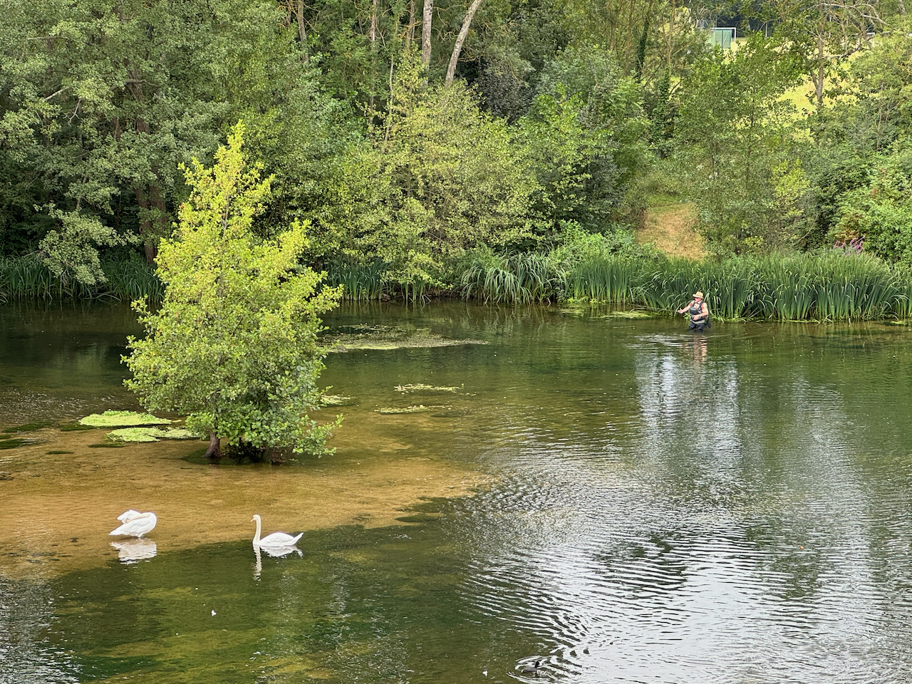 Swans and a fisherman