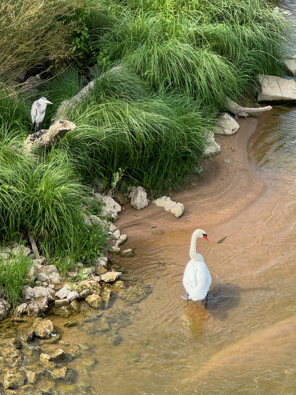 Birds in the river at Blois