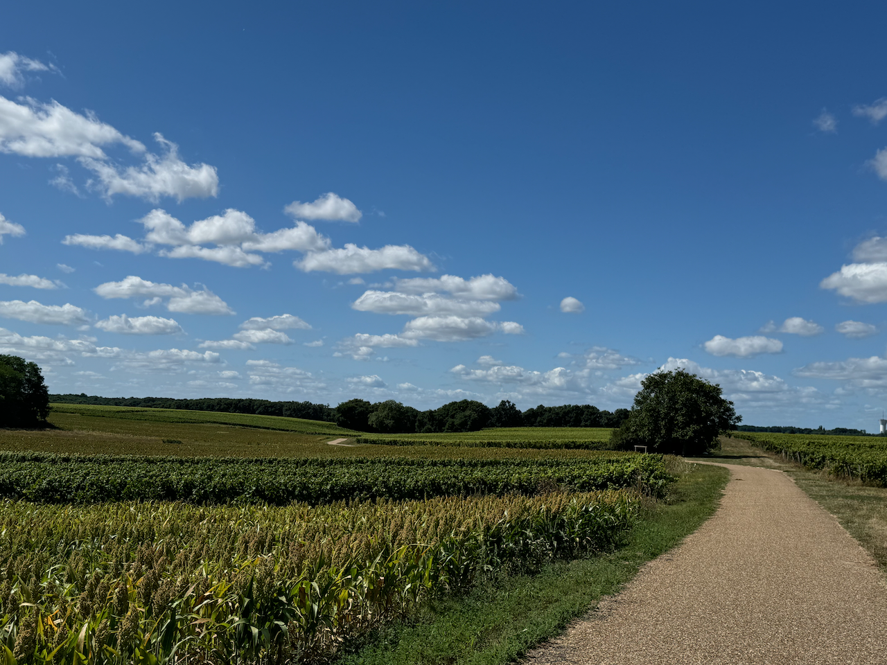 Path through the vineyards