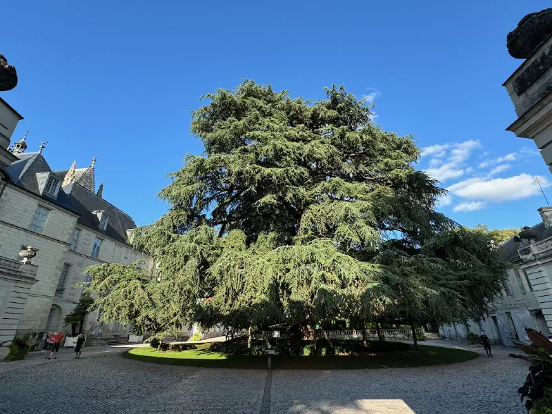 Lebanese cedar