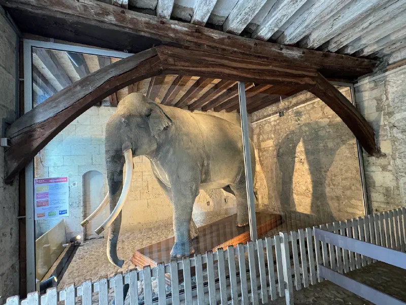 Elephant