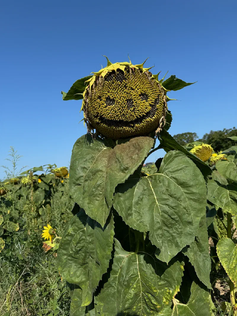 Sunflower face