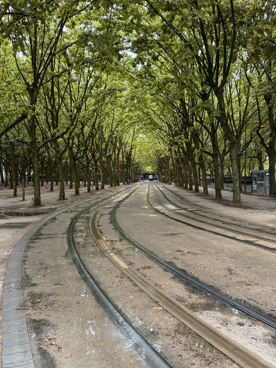 Bordeaux - Tramlines under the trees