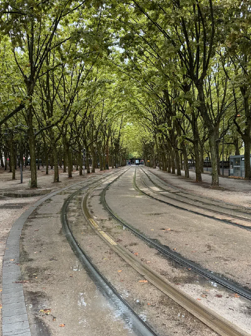 Bordeaux - Tramlines under the trees