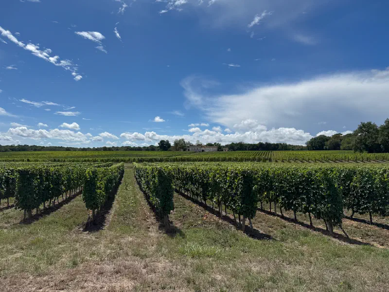 Vineyards
