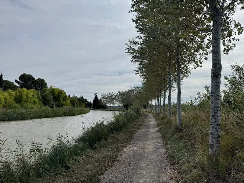 Young trees