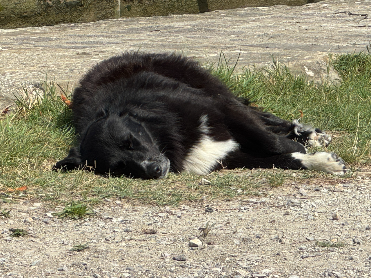 Canine company at the lock