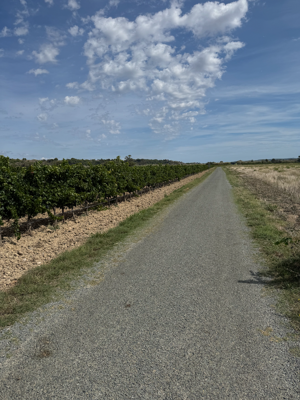Cycling through the vineyards
