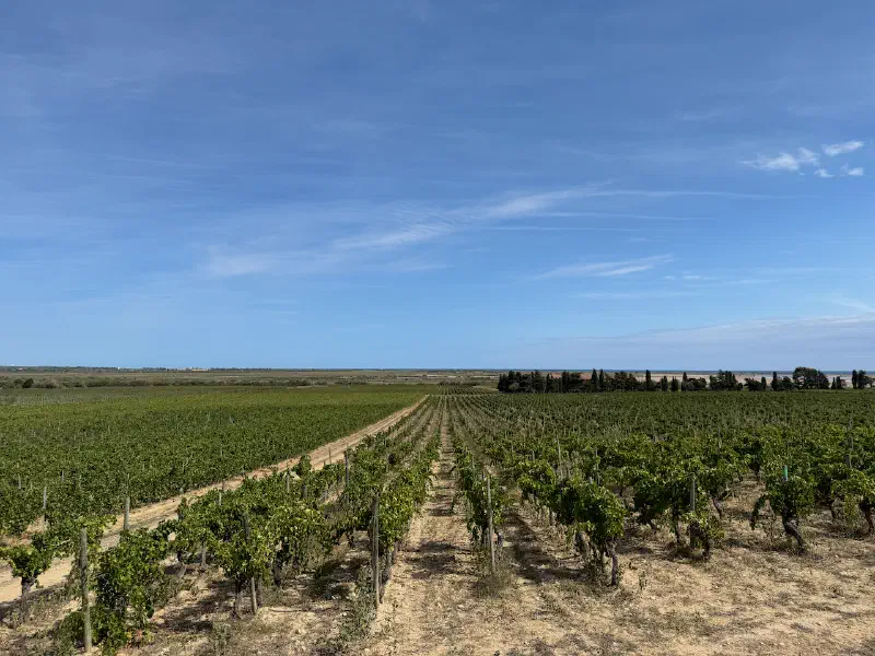 Fleury vineyards
