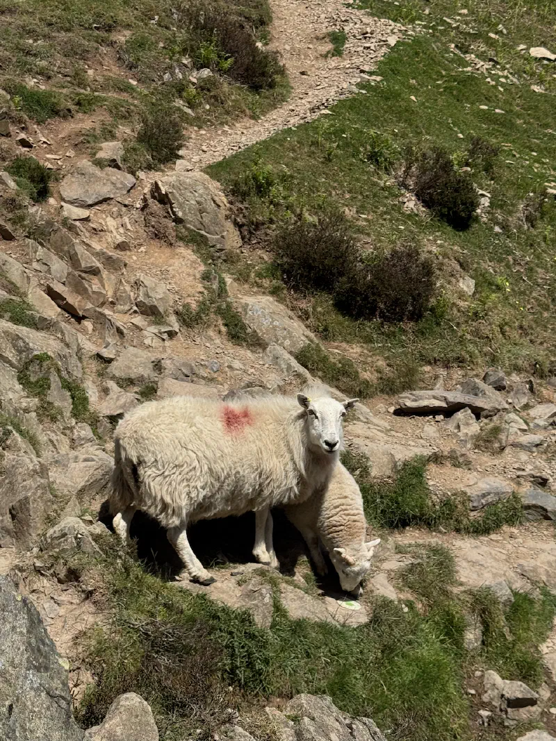 Sheep greeting me above the waterfall