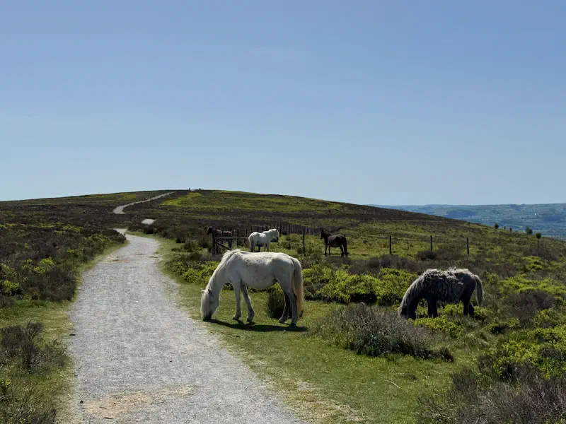 And more ponies